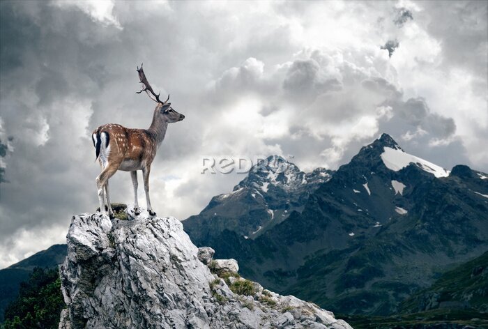 Poster Hirsch auf einem Felsen vor Wolkenhintergrund