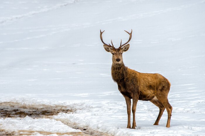 Poster Hirsch auf einem Hintergrund von Schnee