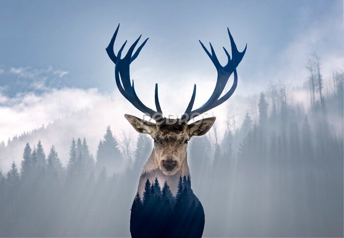 Poster Hirsch und Wald im Nebel