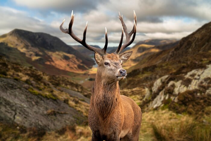 Poster Hirsch vor dem Hintergrund einer Berglandschaft im Herbst