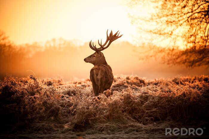 Poster Hirsche im Dickicht