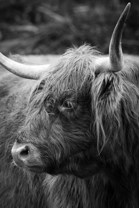 Poster Hirschkopf auf schwarzem Hintergrund