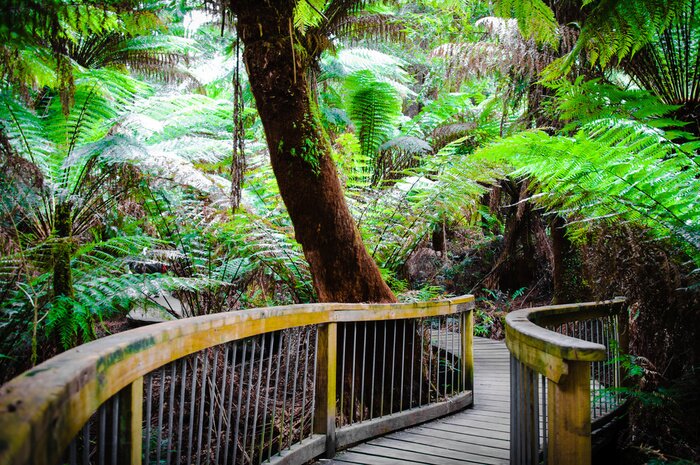Poster Hölzerner Weg durch den australischen Monsunwald