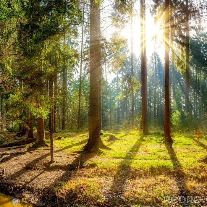 Poster Hohe bäume in der sonne