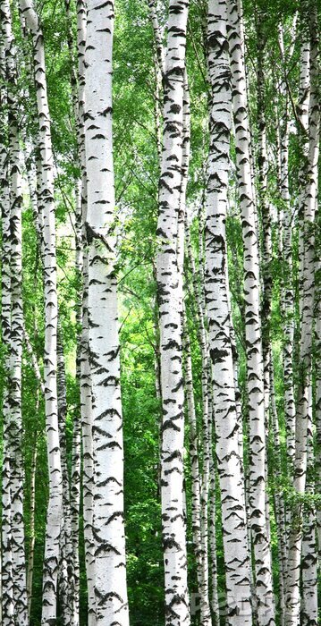 Poster Hohe Birken schlank