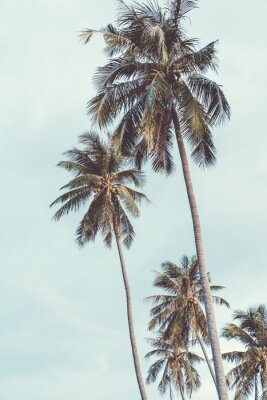Hohe tropische Palmen