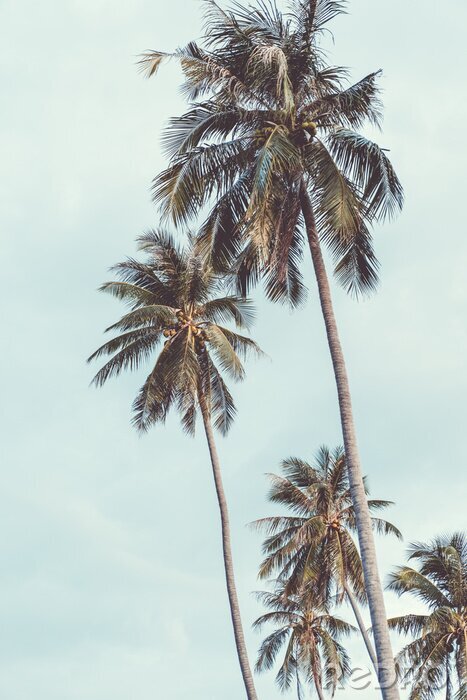 Poster Hohe tropische Palmen