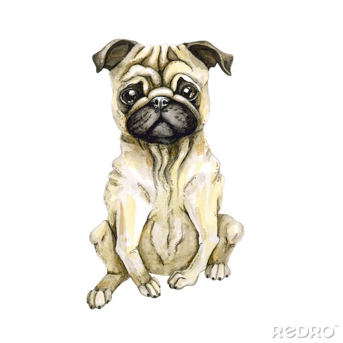 Poster Hübscher Hund der Mopszucht. Welpe getrennt auf weißem Hintergrund