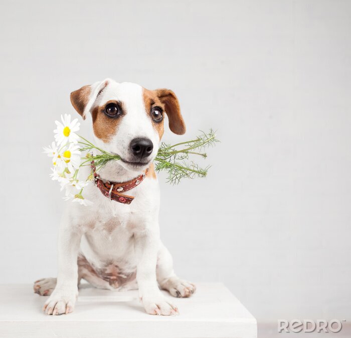 Poster Hund im Sitzen mit Blumen im Maul