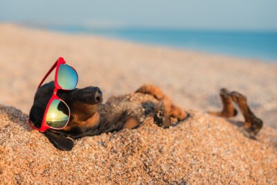Poster Hund mit Brille im Sand vergraben