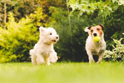 Poster Hund spielt mit Ball