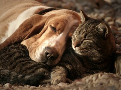 Poster Hund und Katze schlafend