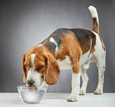 Hunde Beagle mit erhobenem Schwanz beim Wassertrinken