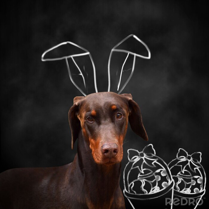 Poster Hunde festlicher Dobermann mit Hasenohren