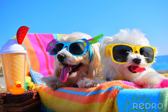 Poster Hunde im Urlaub