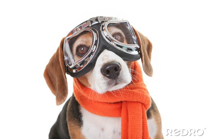Poster Hunde lustiger Hund mit Pilotenbrille