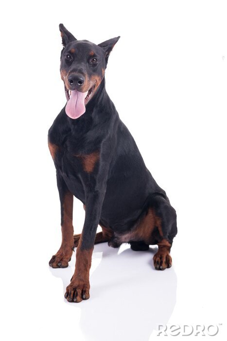 Poster Hunde würdiger Dobermann mit langer Zunge