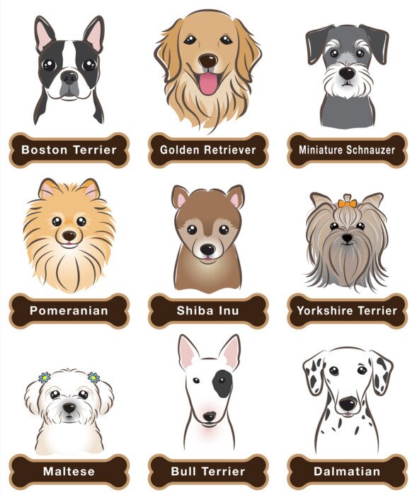 Poster Hunderassen auf weißem Hintergrund