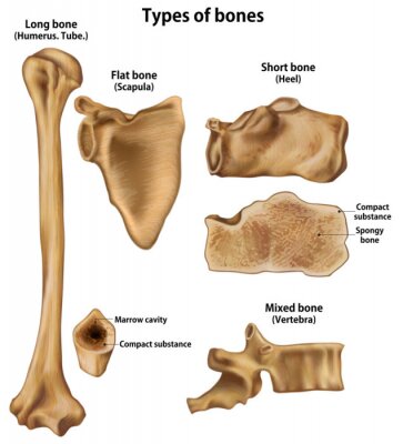 Poster Illustration mit Knochen