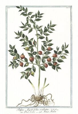 Poster Illustration mit Pflanze im Retro-Stil