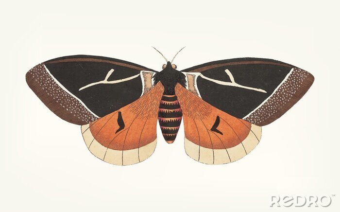 Poster Illustration of a butterfly