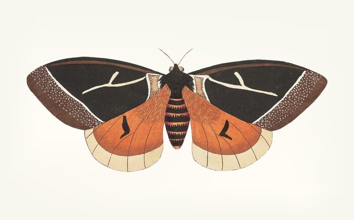 Poster Illustration of a butterfly