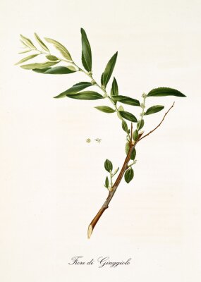 Poster Illustration Zweig einer aufgeblühten Jujube