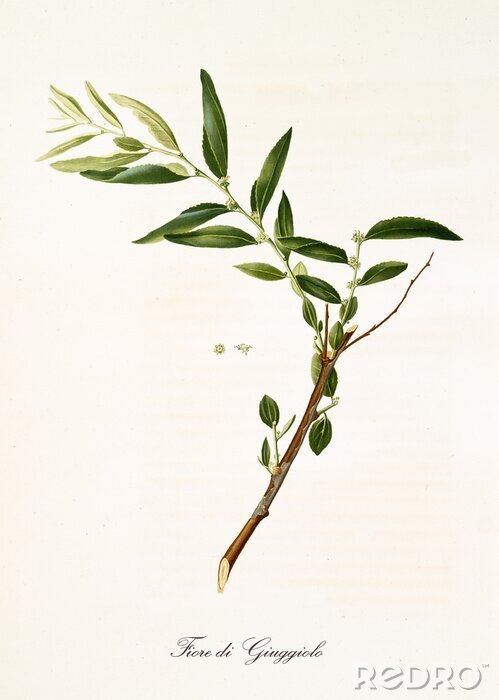 Poster Illustration Zweig einer aufgeblühten Jujube