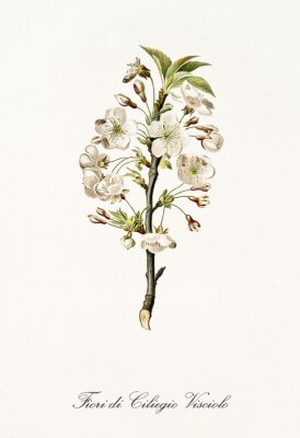 Poster Illustrierte Natur der Kirschblüte