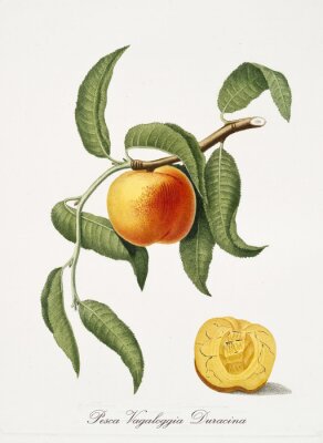 Poster Illustrierte Natur eines reifen Pfirsichs