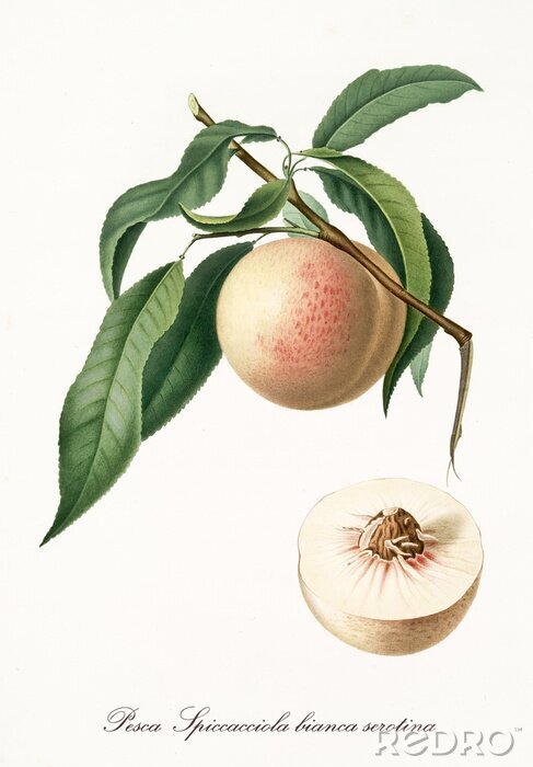 Poster Illustrierte Natur Pfirsich auf einem Zweig