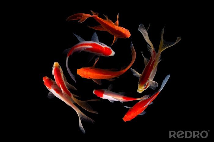 Poster Im Kreis schwimmende Fische