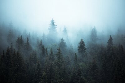 Im Nebel gehüllte Tannenbäume
