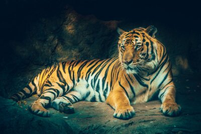 Im schatten liegender tiger