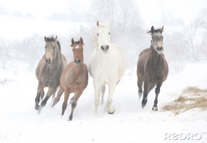 Poster Im schnee rennende vier pferde nach Maß
