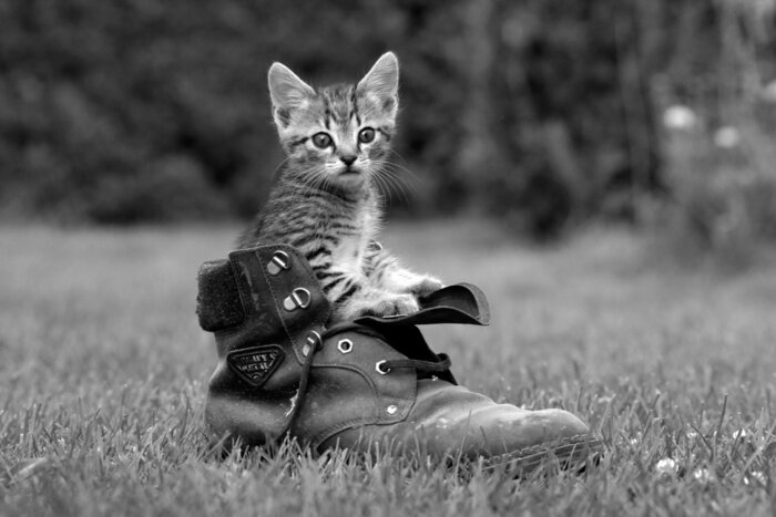 Poster Im Schuh sitzendes Tier