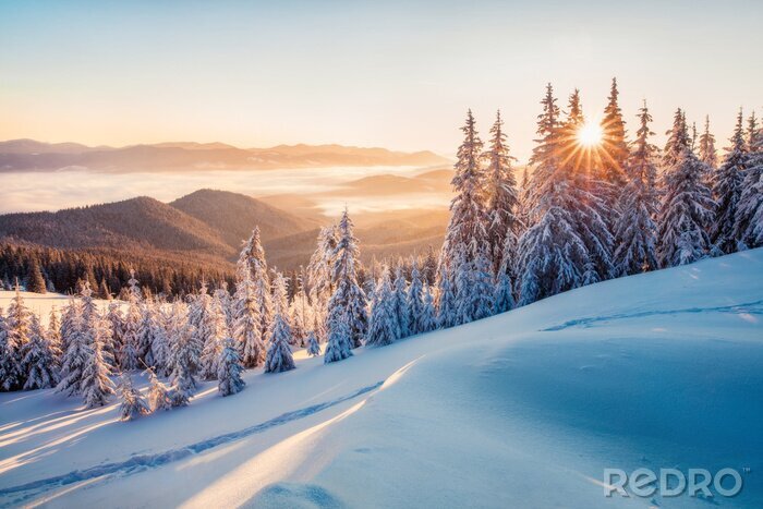 Poster Impressive winter morning in Carpathian mountains with snow covered fir trees. Colorful outdoor scene, Happy New Year celebration concept. Artistic style post processed photo.