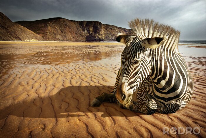 Poster In der Wüste liegendes Tier