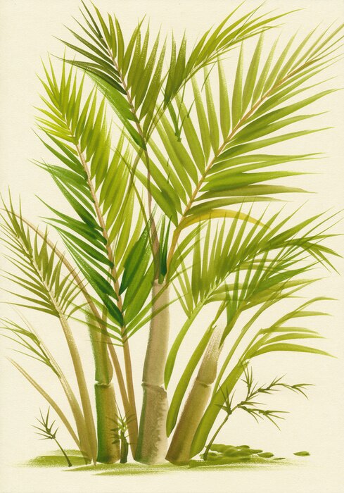 Poster In Gruppe wachsender Bambus