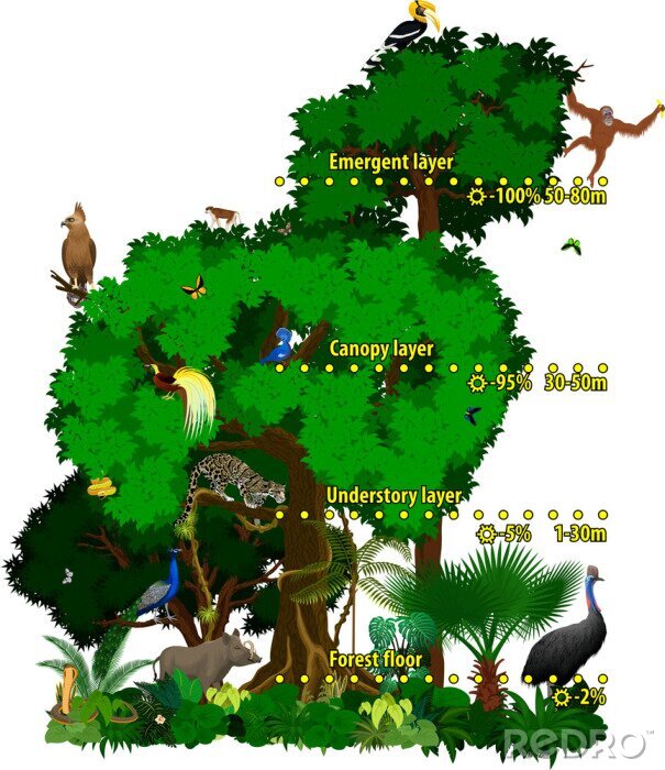 Poster Informationen über den Dschungel