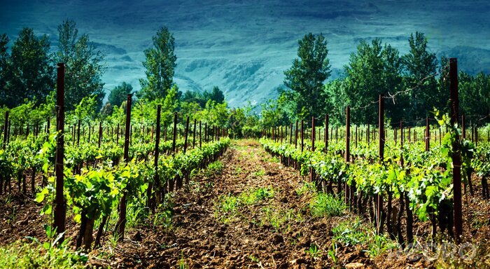 Poster Italienisches Ackerland