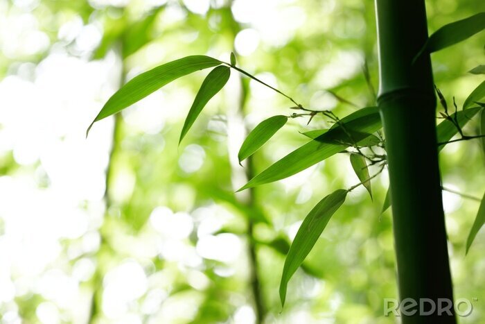 Poster Junge Blätter auf Bambus
