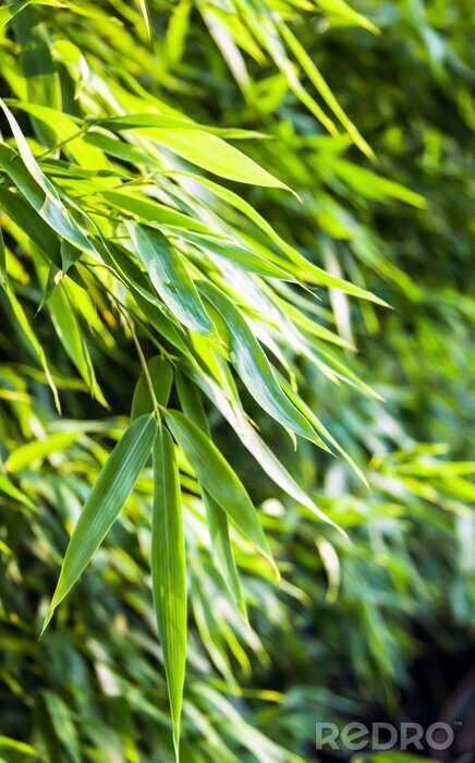 Poster Junge Blätter von Bambus