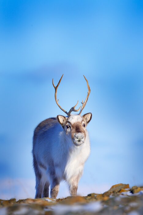 Poster Junges Rentier inmitten von wilder Natur
