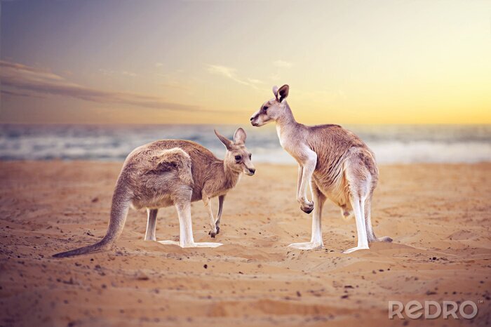 Poster Kängurus an einem Strand in Australien