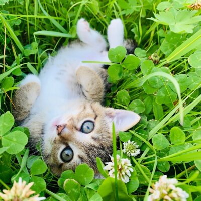 Poster Kätzchen auf einer grünen Wiese