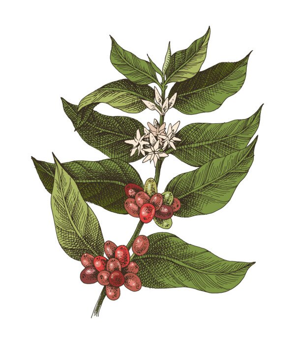 Poster Kaffeepflanze