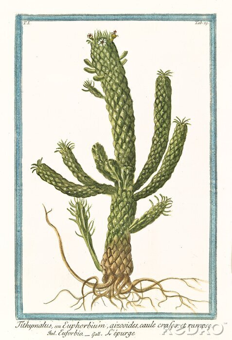 Poster Kaktus Retro-Illustration mit blauem Rahmen