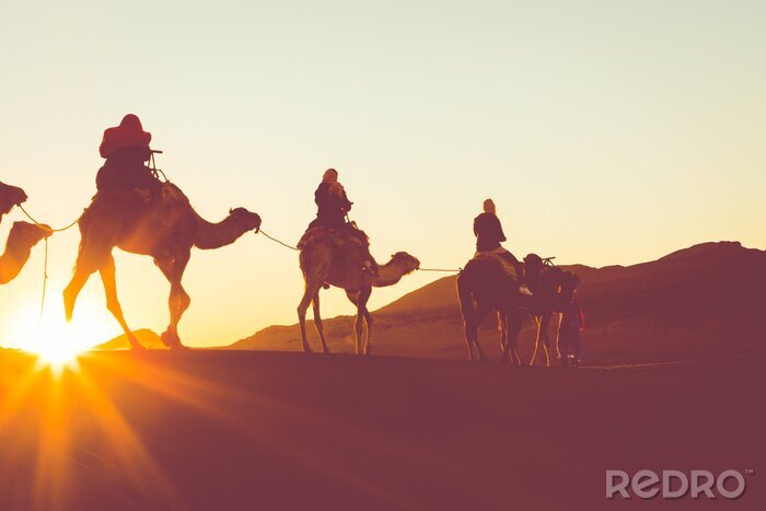 Poster Kamele in der Wüste in Karawane