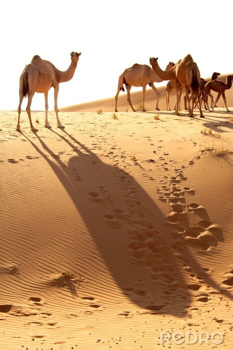 Poster Kamele in der Wüste von Abu Dhabi
